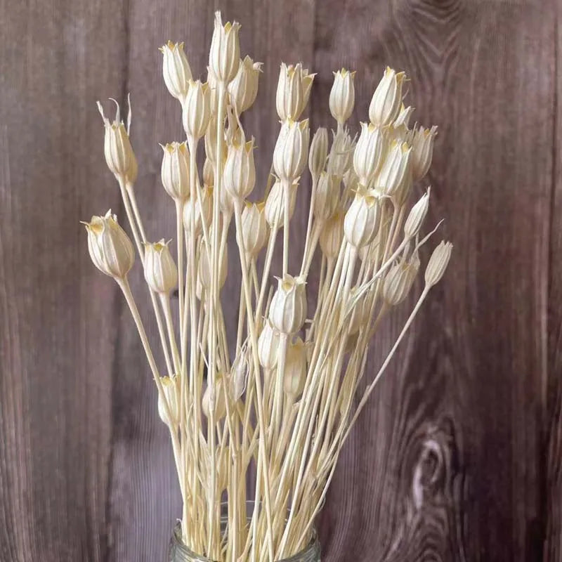 Decorative Dried Natural Flowers Bellflowers